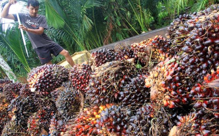 Petani Sawit