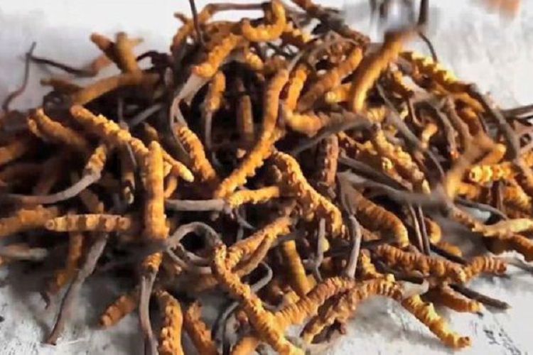 Obat Kuat yang Lebih Mahal dari Emas