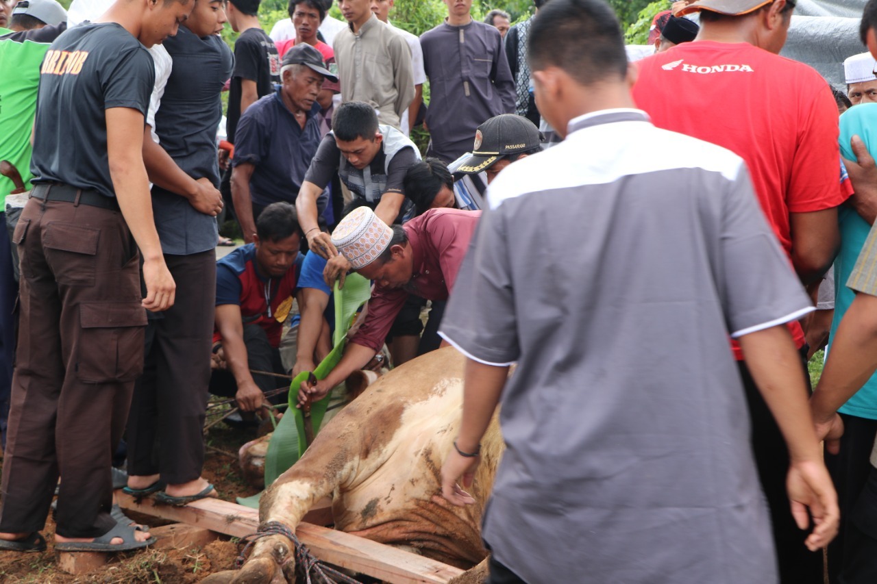 Kurban Sapi disembelih