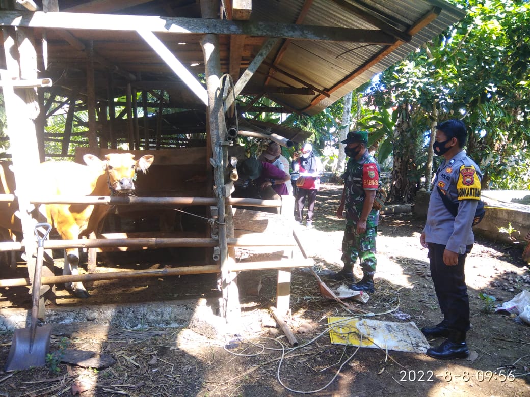 Upaya pengendalian terhadap PMK (Penyakit Mulut dan Kuku), Pilar Desa Sinar Jaya dan Manjunto Jaya Kecamatan Air Manjuto Kabupaten Mukomuko kemarin Senin (09/08/2022) lakukan pendampingan kegiatan pengobatan yang digelar Tim dari Dinas Peternakan.