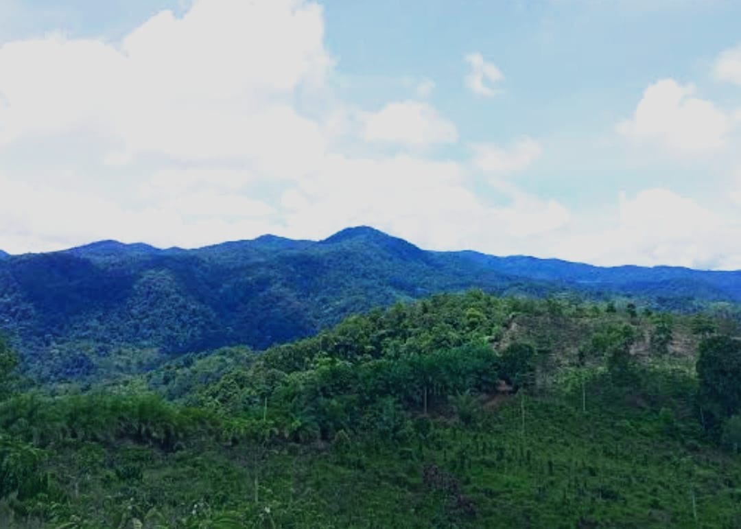 Yayasan Wasinus Gugat Menteri LHK ke PTUN Jakarta, Gara-gara Ubah Status Hutan Lindung Bukit Sanggul Jadi Hutan Produksi Diduga untuk Tambang Emas