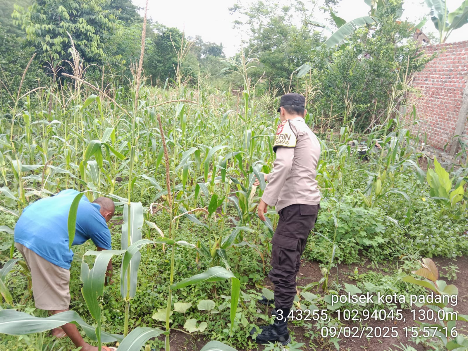Polsek Kotapadang Lakukan Sambang dan Monitoring Ketahanan Pangan di Kelurahan Dusun Baru