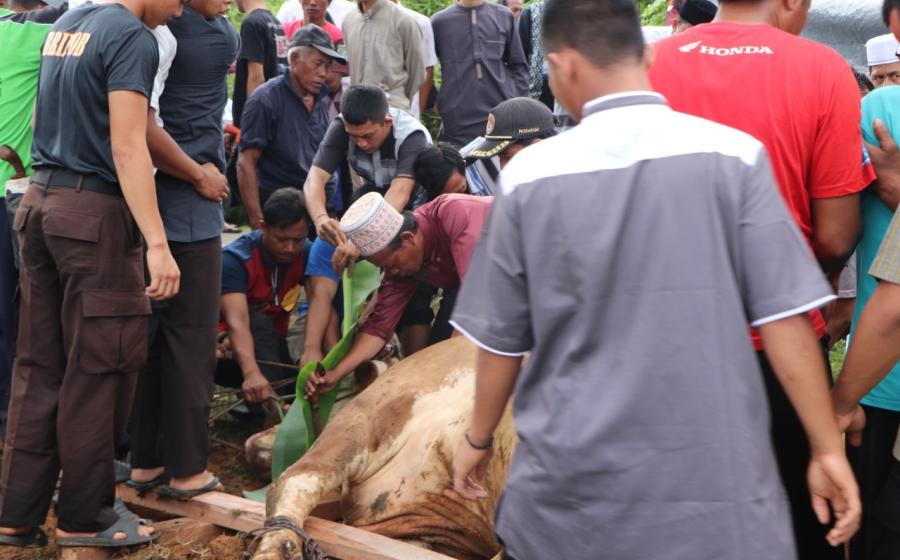 Kurban Sapi disembelih