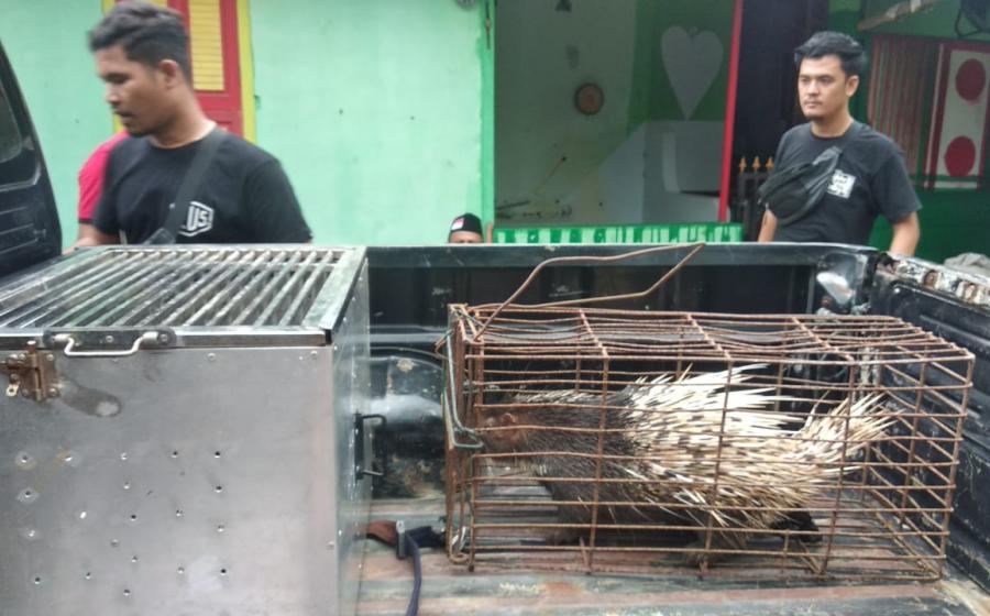 Ops Wanalaga II, Polres BS dan Polres Mukomuko Amankan Landak Serta Kayu Balam
