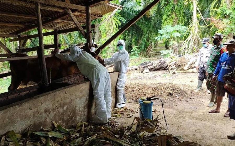 Cegah PMK, Dinas Peternakan Seluma dan Bhabinkamtibmas Lakukan Vaksinasi dan Penyemprotan Disinfektan