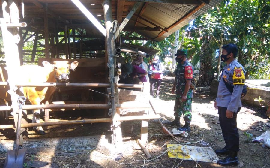 Upaya pengendalian terhadap PMK (Penyakit Mulut dan Kuku), Pilar Desa Sinar Jaya dan Manjunto Jaya Kecamatan Air Manjuto Kabupaten Mukomuko kemarin Senin (09/08/2022) lakukan pendampingan kegiatan pengobatan yang digelar Tim dari Dinas Peternakan.