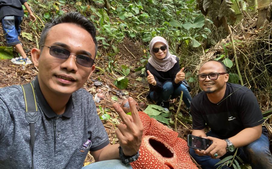 Ratusan Bunga Rafflesia Mekar di Rejang Lebong