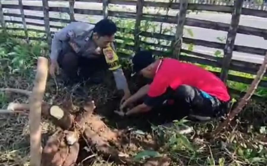 Tingkatkan Ketahananan Pangan, Bhabinkamtibmas Polsek Air Besi Hadiri Panen Raya Singkong dan Kates di Desa Air Napal