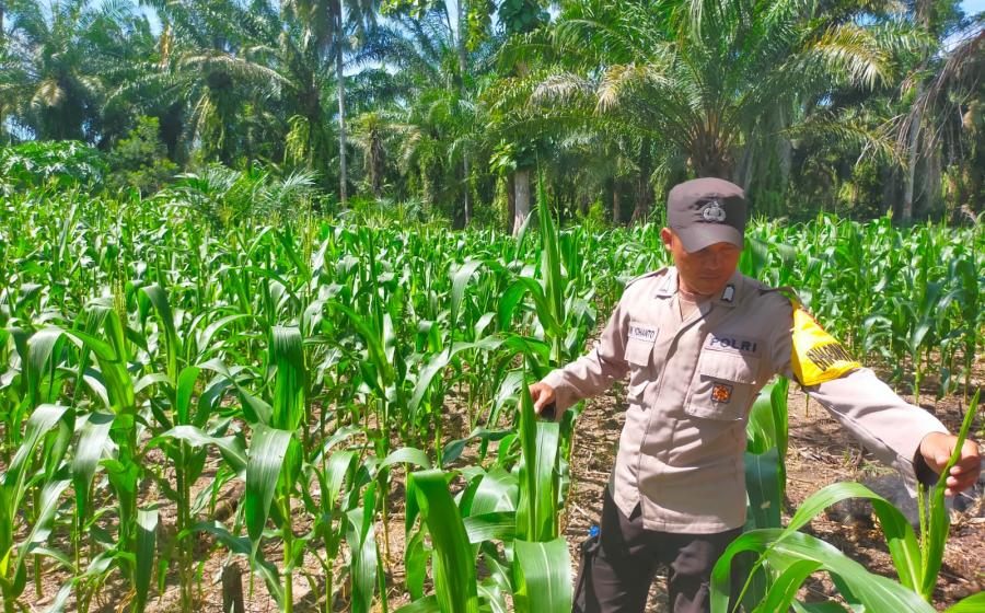 Bhabinkamtibmas Polsek Seginim Dukung Ketahanan Pangan dengan Pemantauan Kebun Jagung di Desa Padang Lebar
