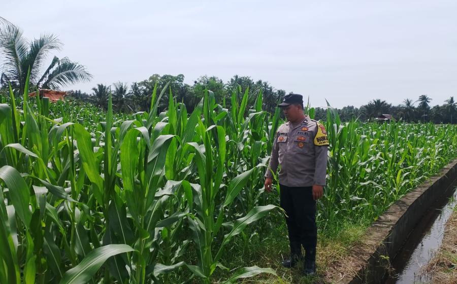 Polsek Kota Manna Dukung Program Ketahanan Pangan Lewat Pemantauan Kebun Jagung di Bengkulu Selatan