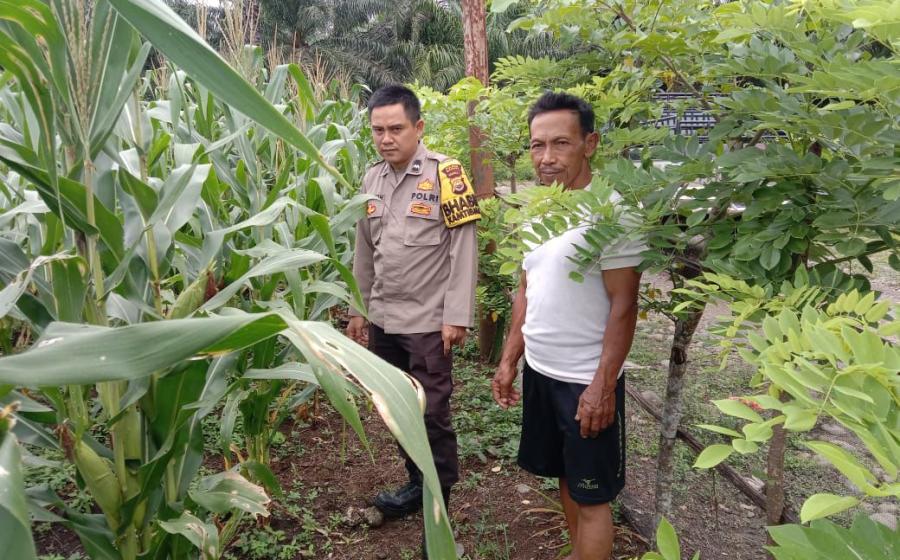 Polres Mukomuko dan Jajaran Polsek Lakukan Pengecekan Lahan Ketahanan Pangan