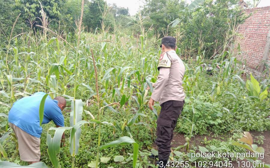 Polsek Kotapadang Lakukan Sambang dan Monitoring Ketahanan Pangan di Kelurahan Dusun Baru
